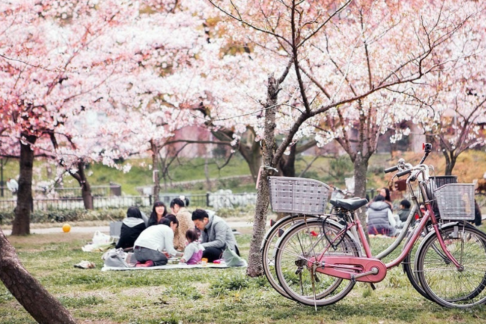 Lễ hội hoa anh đào Hanami Nhật Bản có gì thú vị?