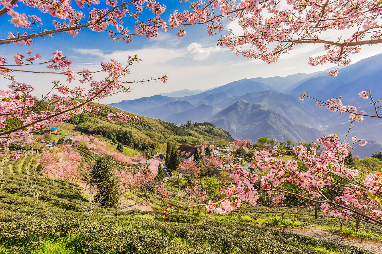 Ngắm hoa đào nở sớm ở Đài Loan