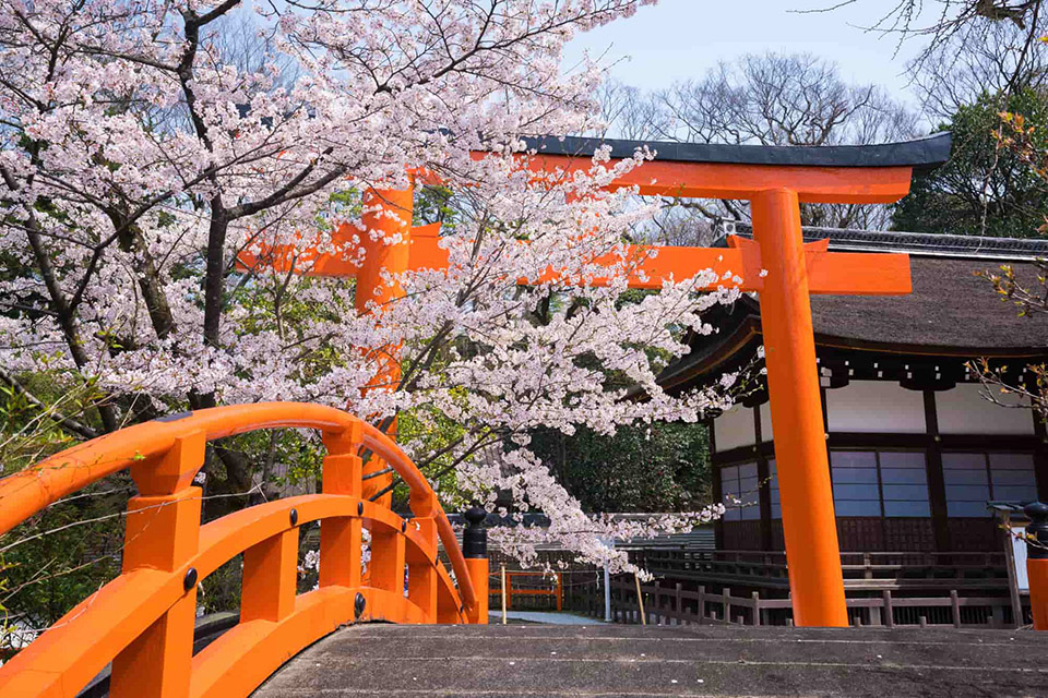 Trải nghiệm mùa hoa anh đào tại Kyoto - Điểm đến nổi tiếng với văn hóa và kiến trúc truyền thống