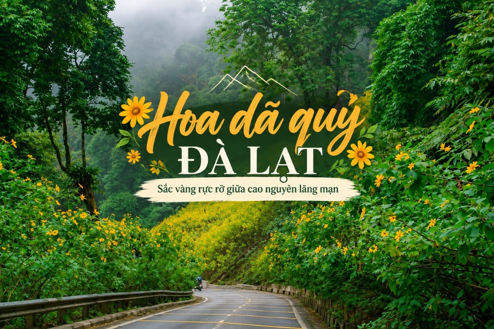 Mùa hoa dã quỳ Đà Lạt: Thời điểm nở rộ và các địa điểm ngắm hoa đẹp nhất