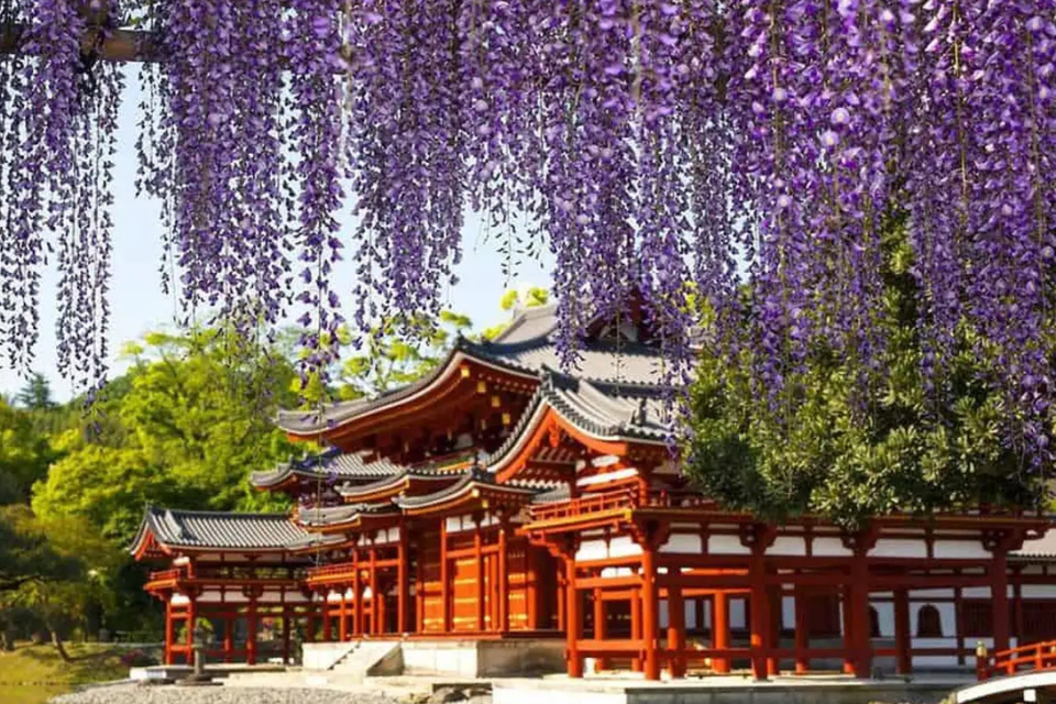 Nhật Bản đón mùa hè với mùa hoa tử đằng rực rỡ