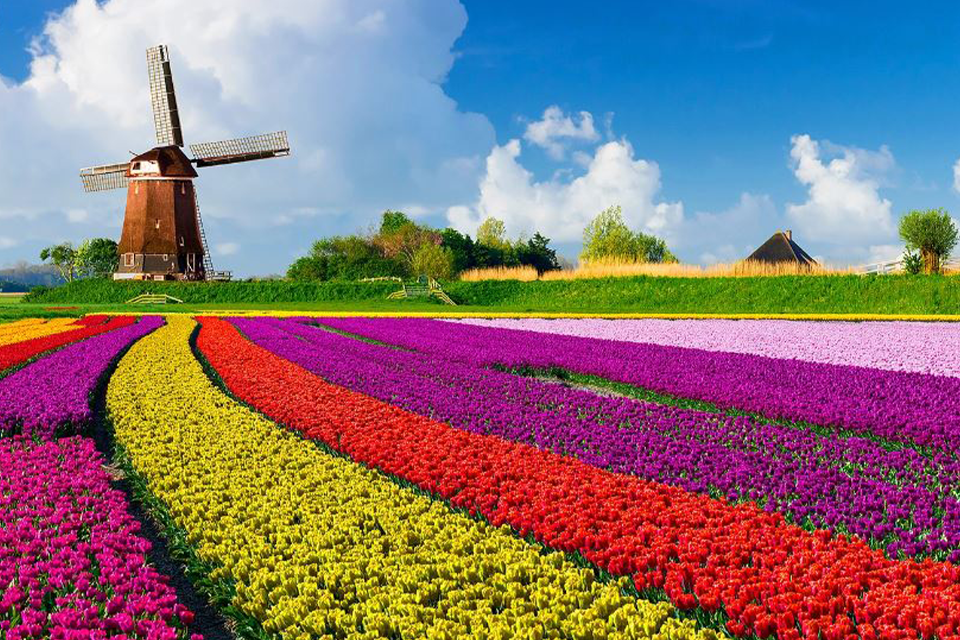  Du lịch Hà Lan chiêm ngưỡng  vẻ đẹp hoa tulip và lễ hội Keukenhof 2024