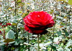 Hoa hồng Pháp giữa núi rừng Sa Pa