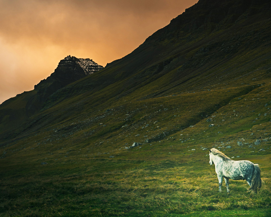 Meet The Icelandic Horse Through These Magical Photos