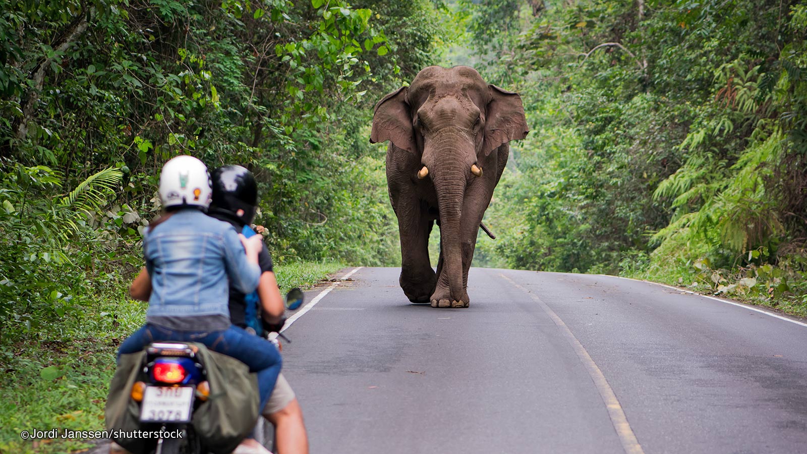 Exploring Khao Yai National Park: A Visitor's Guide