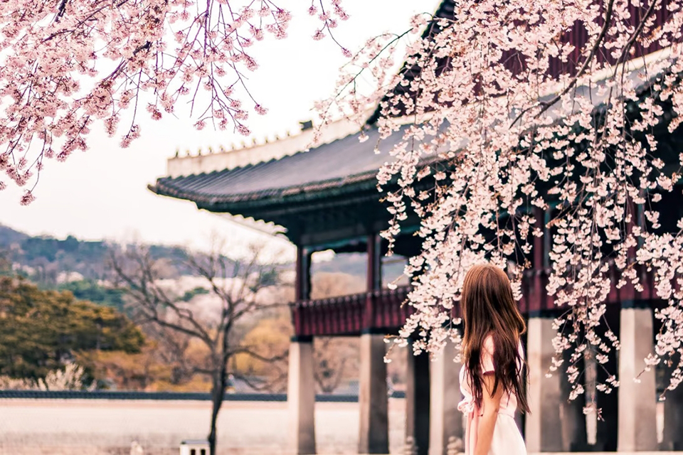 Tất tần tật từ A – Z về du lịch Hàn Quốc mùa xuân bạn nên biết