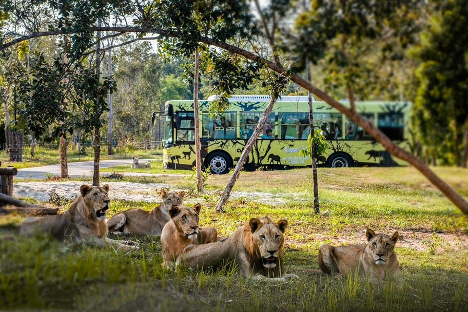 Kinh nghiệm du lịch Vinpearl Safari Phú Quốc trong ngày