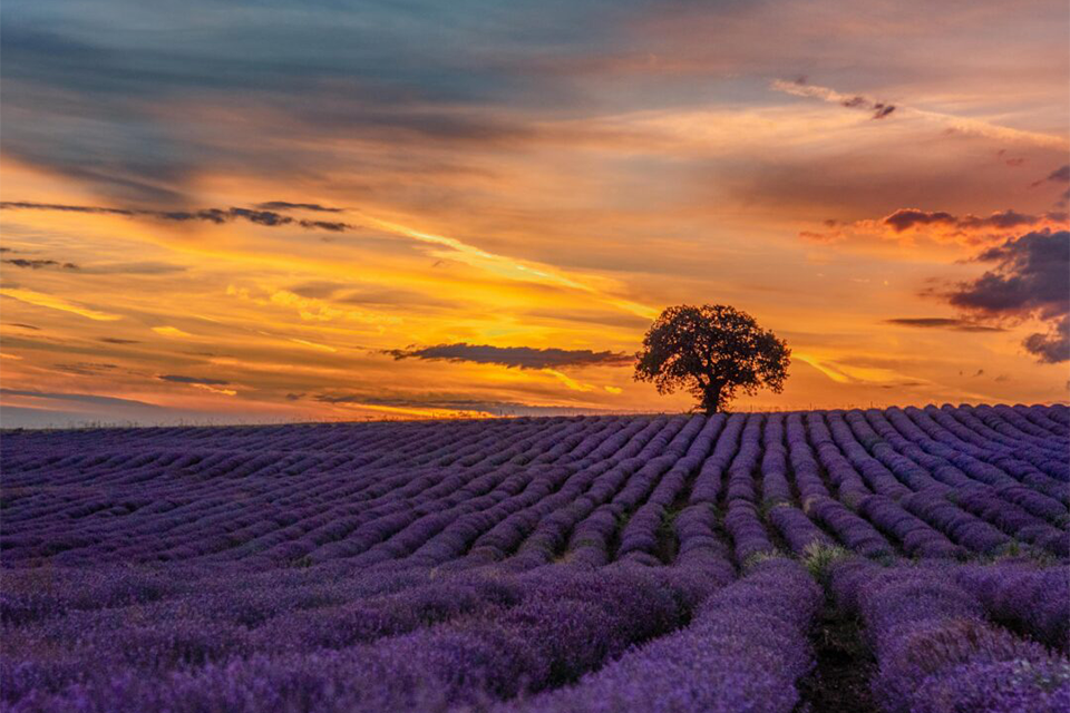 Chẳng cần đến Pháp bạn cũng được ngắm hoa lavender tuyệt đẹp qua hành trình du lịch Anh - Scotland giá chỉ từ 92tr900
