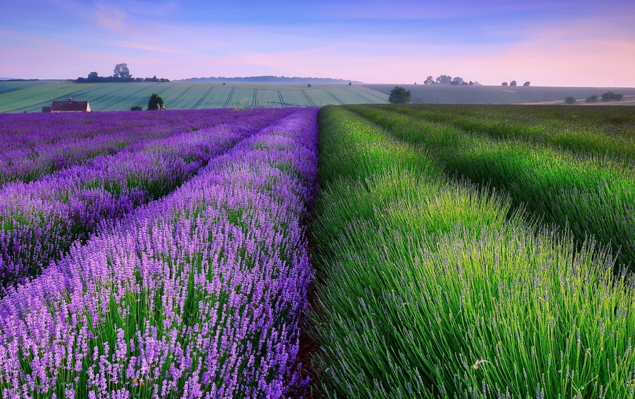 Provence, the paradise of lavenders