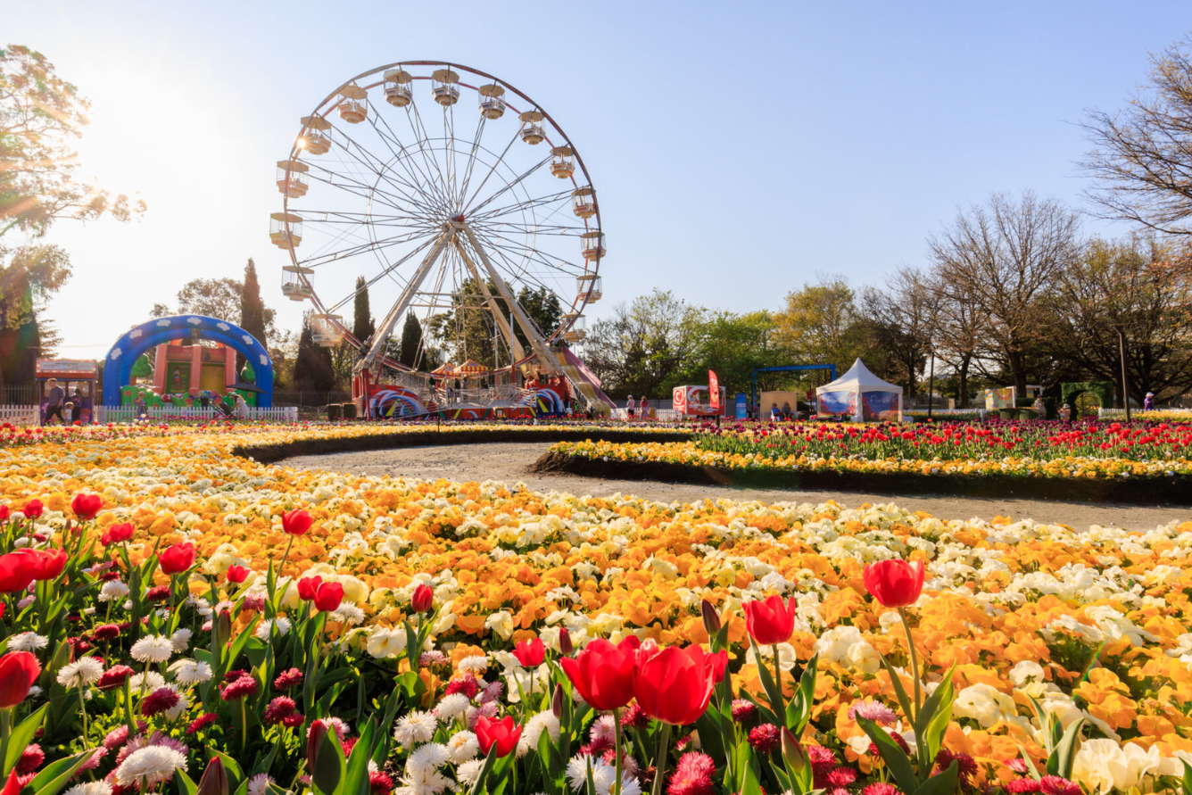 Lễ hội hoa Floriade 2025 ở Úc – Bừng sắc xuân giữa lòng thủ đô Canberra