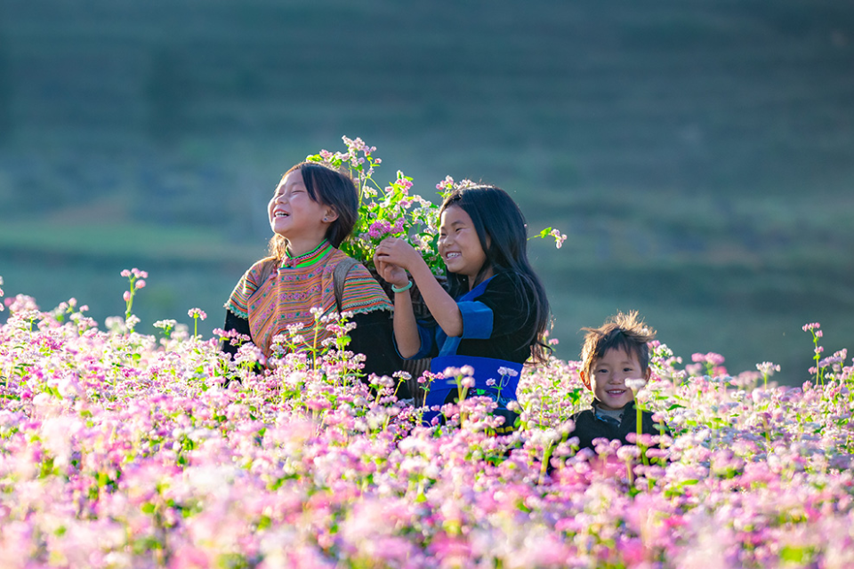 Lễ hội hoa tam giác mạch Hà Giang - Lắng nghe loài hoa kể chuyện