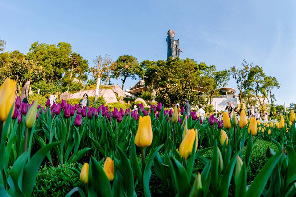 Lễ hội hoa tulip trên đỉnh Núi Bà Đen 2026 – Cẩm nang khám phá Tây Ninh mùa xuân