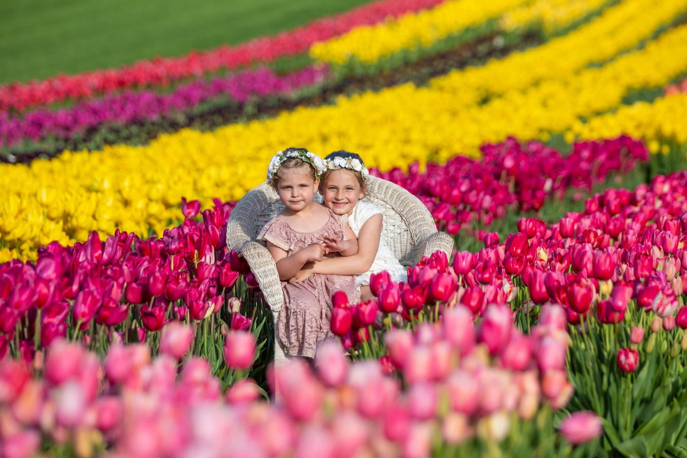 Lễ hội Tesselaar Tulip Festival – Hành trình khám phá mùa hoa rực rỡ ở Úc