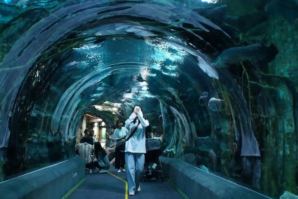 Lotte World Aquarium Hàn Quốc: Hành trình khám phá đại dương kỳ thú