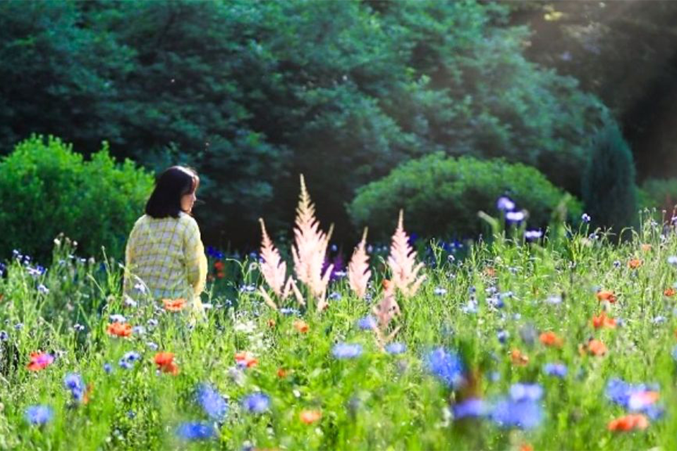 Lạc lối trong khu vườn cổ tích Morning Calm rực rỡ sắc màu tại Gapyeong