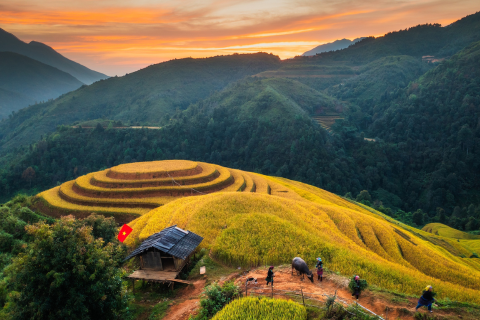 Kinh nghiệm du lịch Mù Cang Chải mùa lúa chín: Kiệt tác giữa đại ngàn Tây Bắc