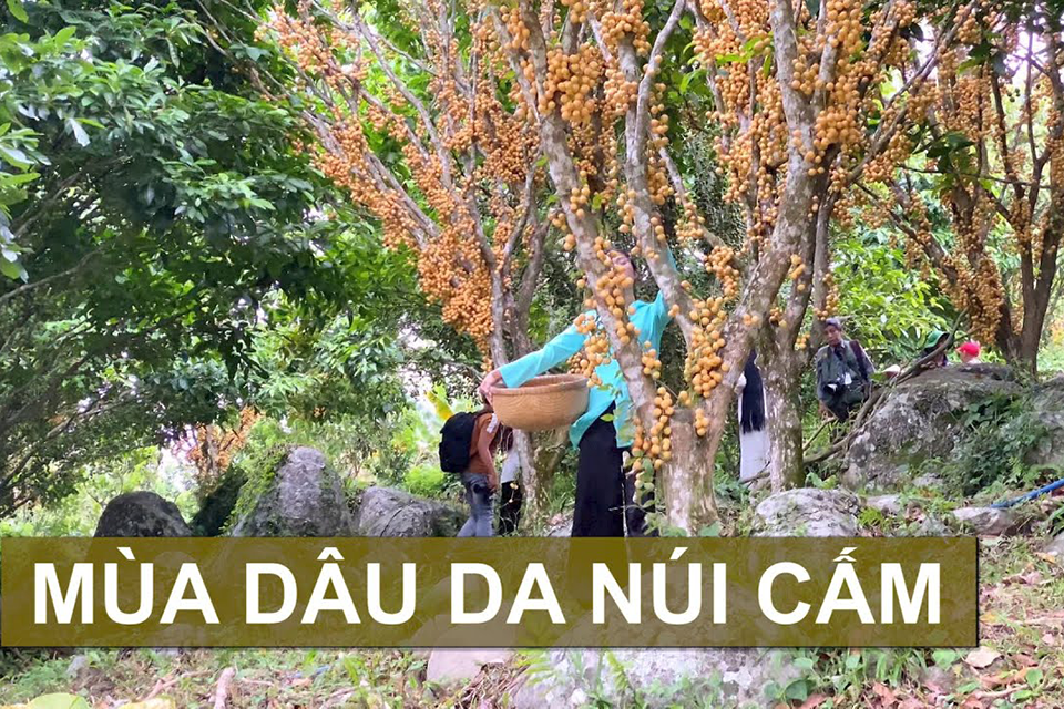 Khám phá mùa dâu da Núi Cấm – Trải nghiệm du lịch tâm linh và thưởng thức trái cây tháng 5 ở An Giang