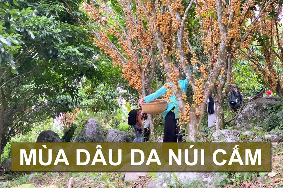 Khám phá mùa dâu da Núi Cấm – Trải nghiệm du lịch tâm linh và thưởng thức trái cây tháng 5 ở An Giang