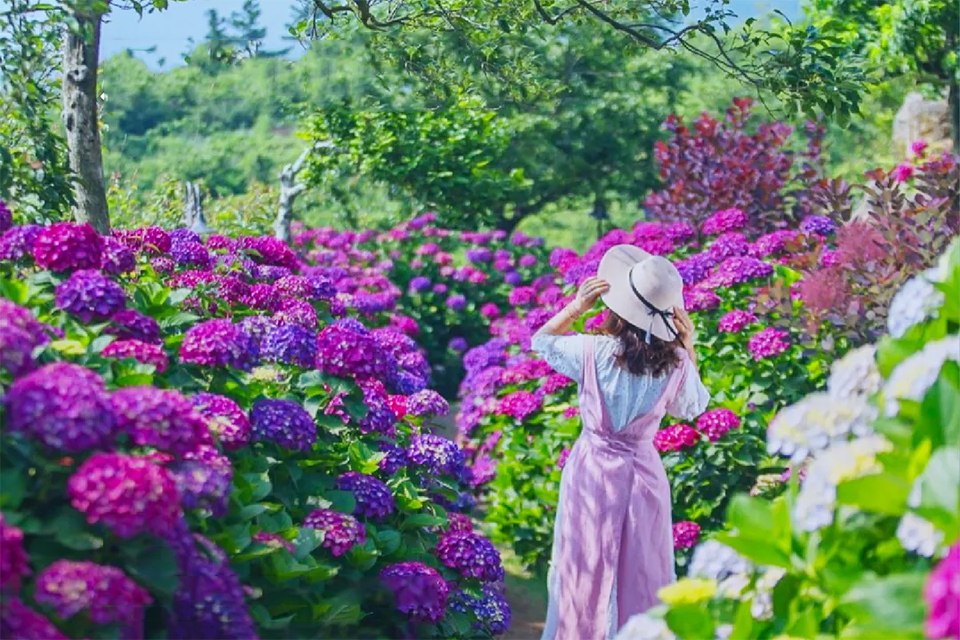 Mùa hè ở Camellia Hill Jeju – Thiên đường hoa cẩm tú cầu giữa lòng đảo ngọc Hàn Quốc