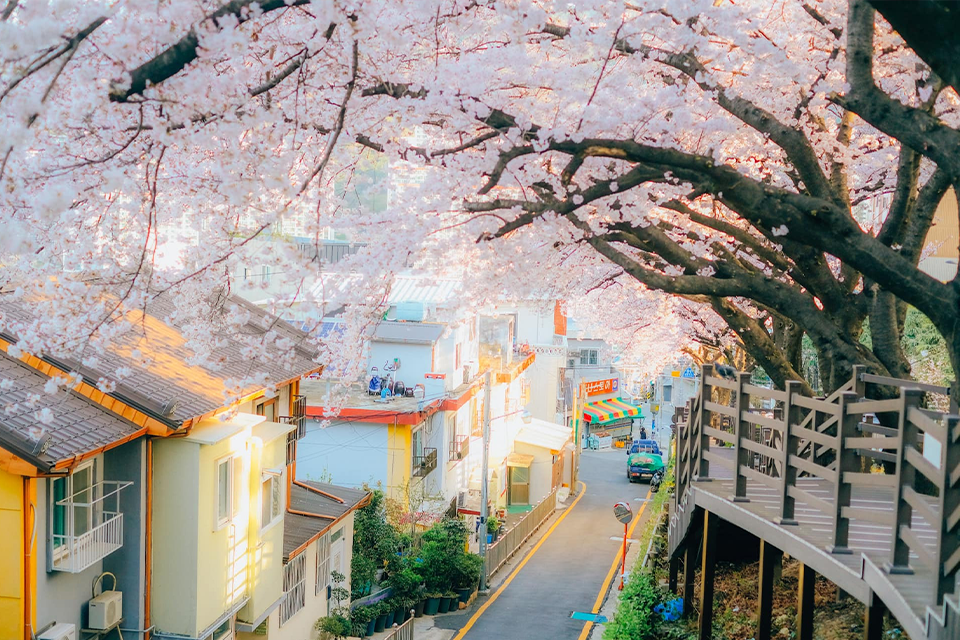 Mùa xuân Hàn Quốc ngắm hoa anh đào với lời mời gọi của thiên nhiên