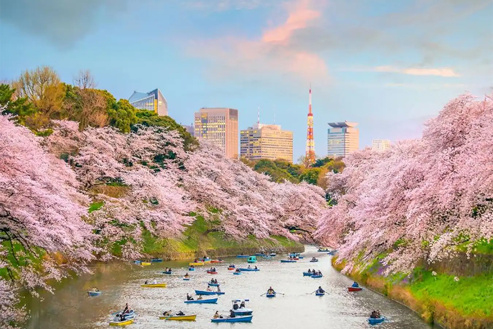 Du lịch Nhật Bản thưởng ngoạn những mùa hoa khoe sắc