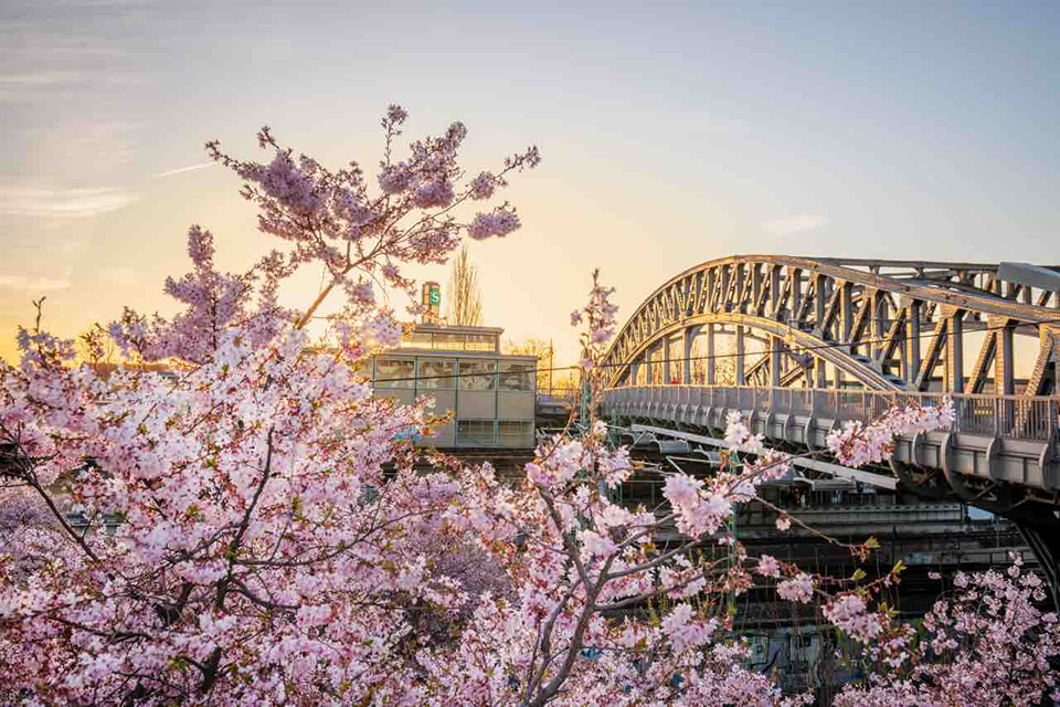 Top 5 địa điểm ngắm hoa anh đào ở Đức đẹp nhất vào mùa xuân