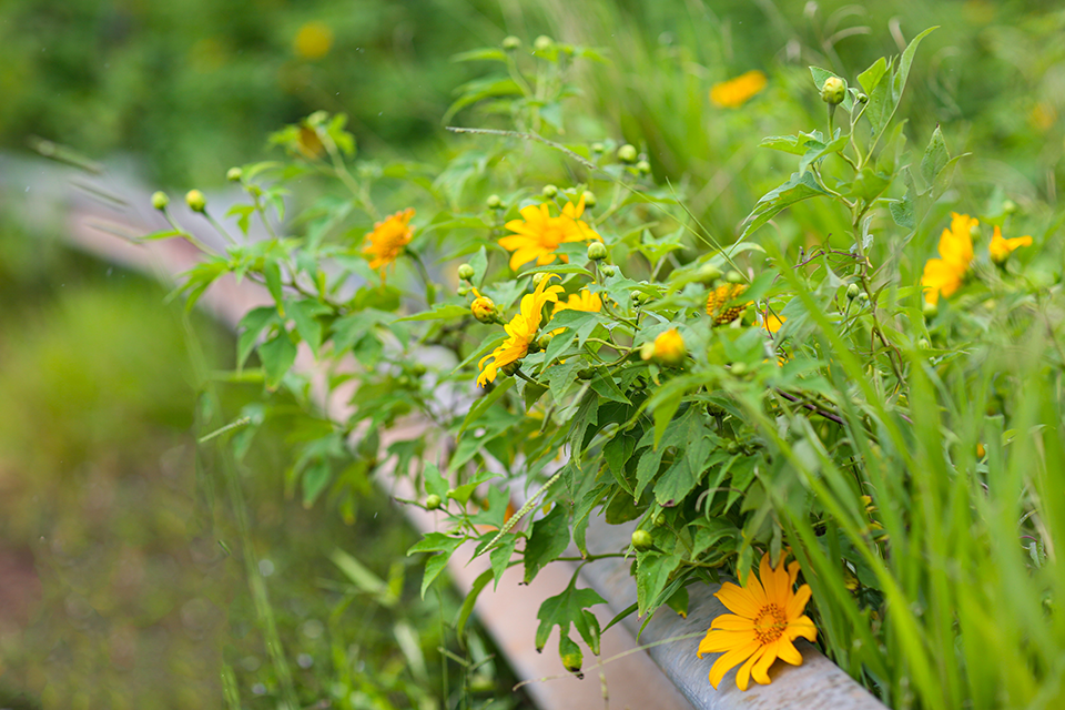 Săn hoa dã quỳ Tây Nguyên: Hành trình mùa thu không thể bỏ lỡ