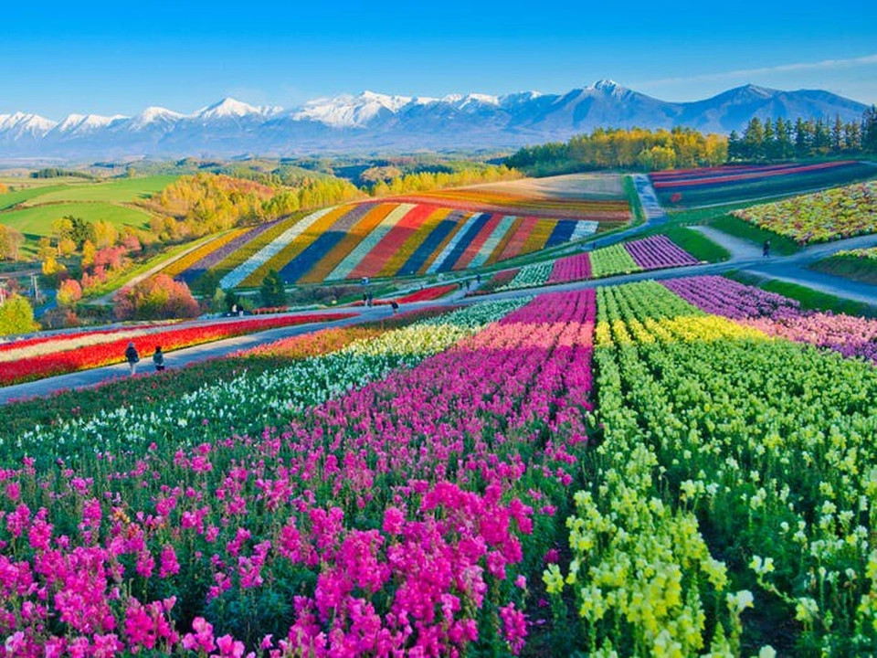 Du lịch nước ngoài thưởng ngoạn những mùa hoa đẹp nhất Thế giới	