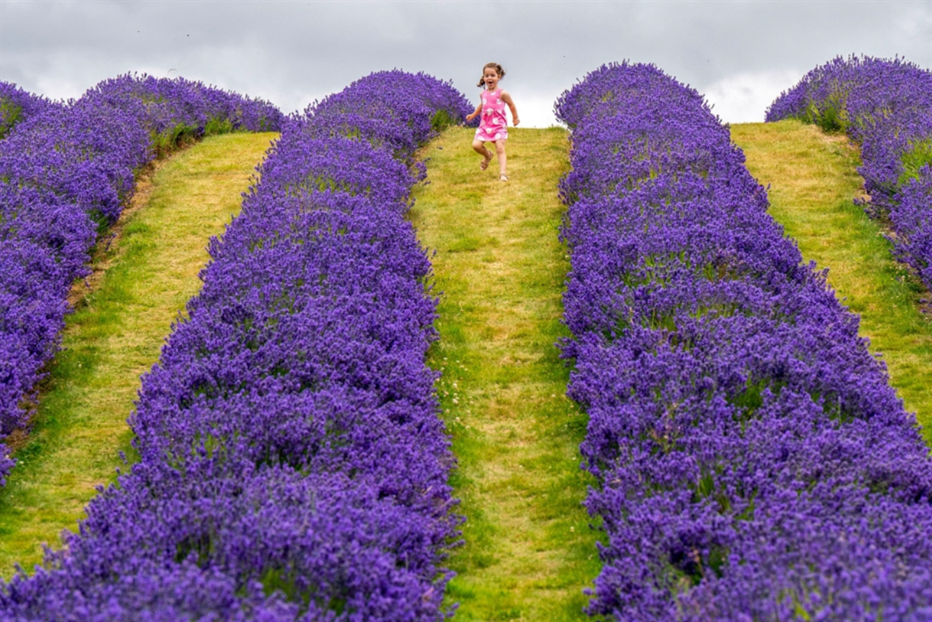 Dịu dàng mùa hoa lavender ở Scotland Dịu dàng mùa hoa lavender ở Scotland