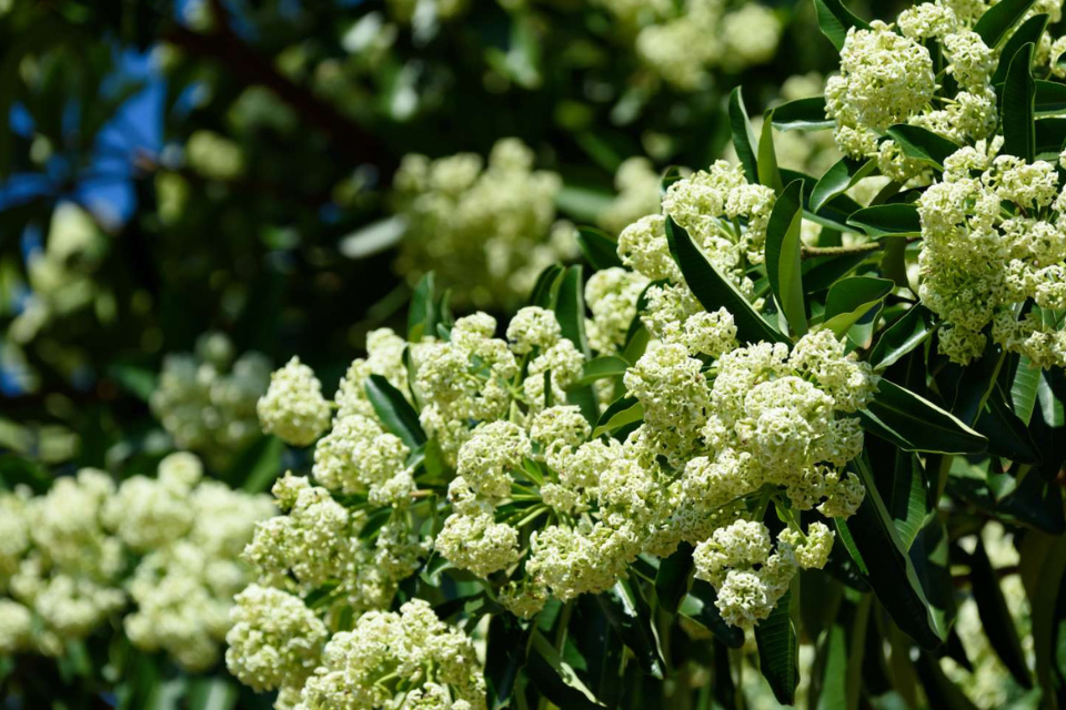 Top 4 mùa hoa mùa thu miền Bắc lãng mạn níu chân lữ khách