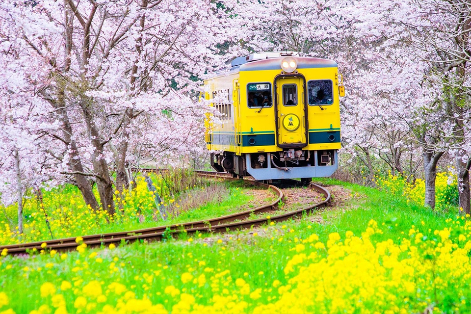 Trải nghiệm mùa xuân Nhật Bản trọn vẹn qua 5 sắc hoa
