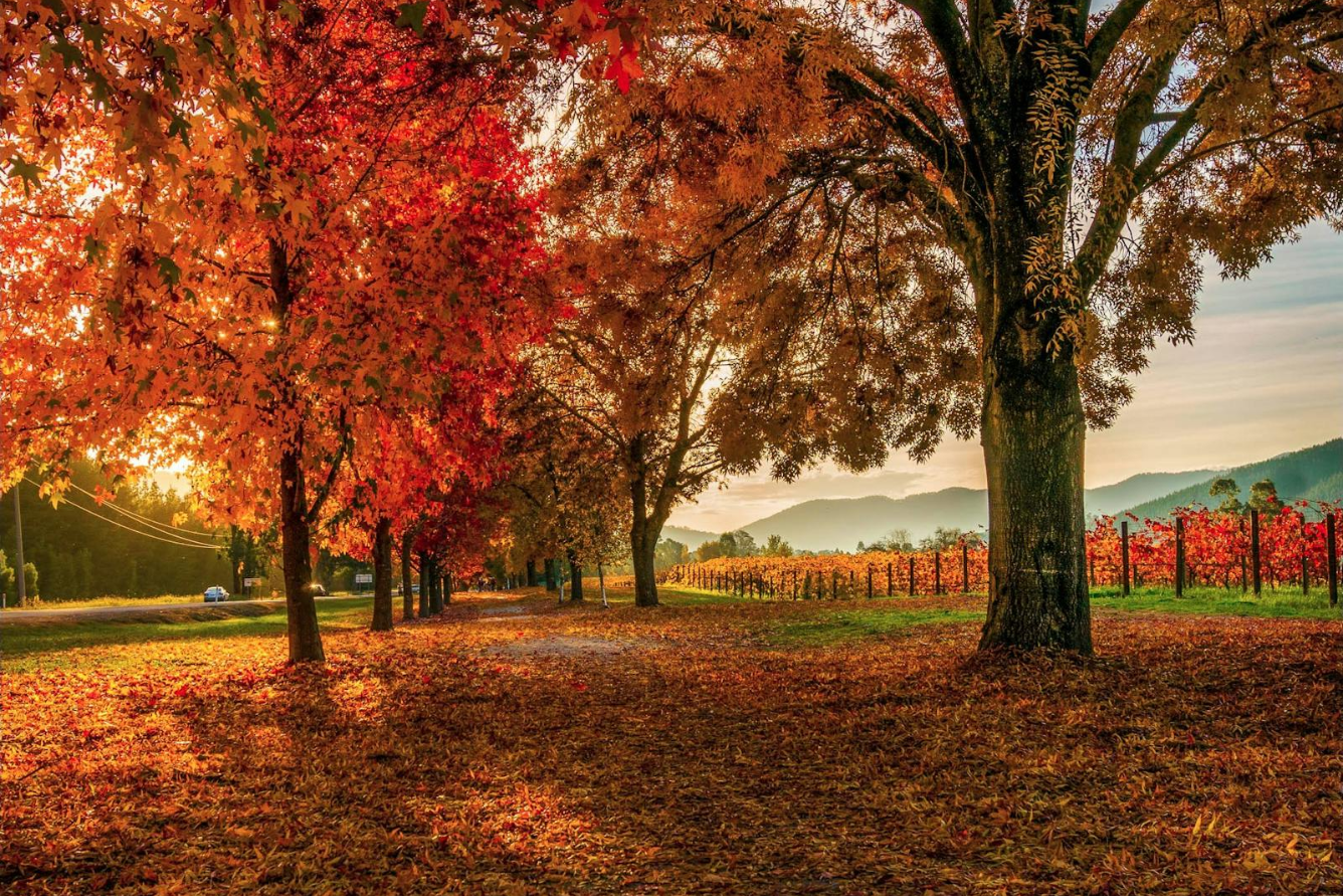 Trải nghiệm ngắm lá đỏ ở Bright: Hành trình mùa thu rực rỡ tại nước Úc