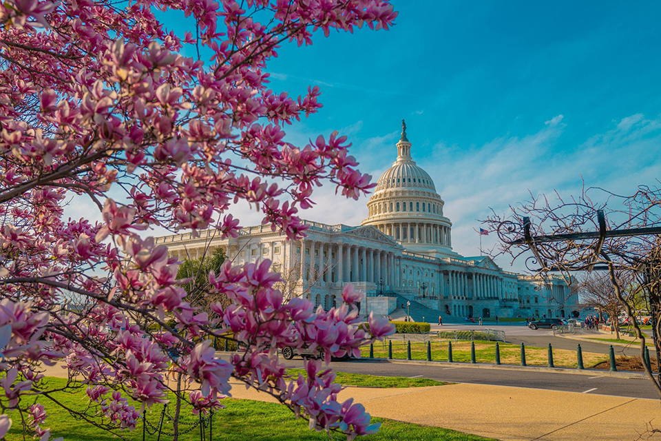 Những mùa hoa ở Mỹ: Khám phá sắc màu rực rỡ từ Đông sang Tây