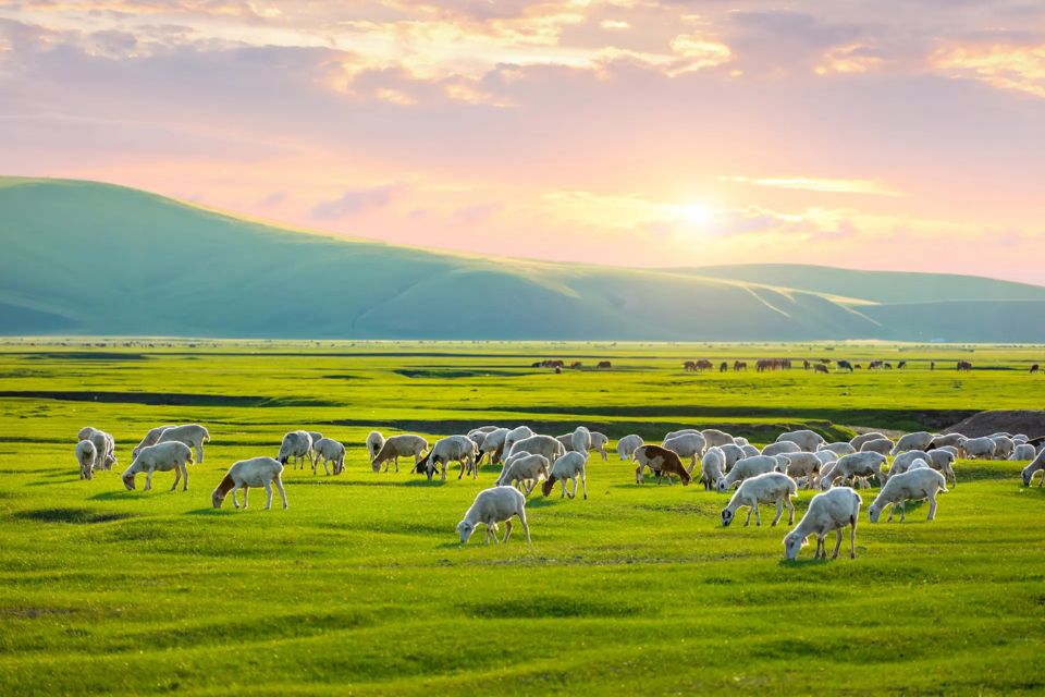 Du lịch Nội Mông: Chinh phục thảo nguyên xanh miền Bắc Trung Quốc