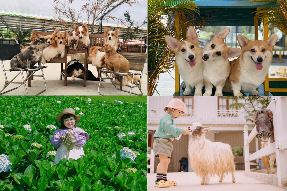 Review Nông Trại Cún Puppy Farm Đà Lạt: Giá vé, Có gì chơi?