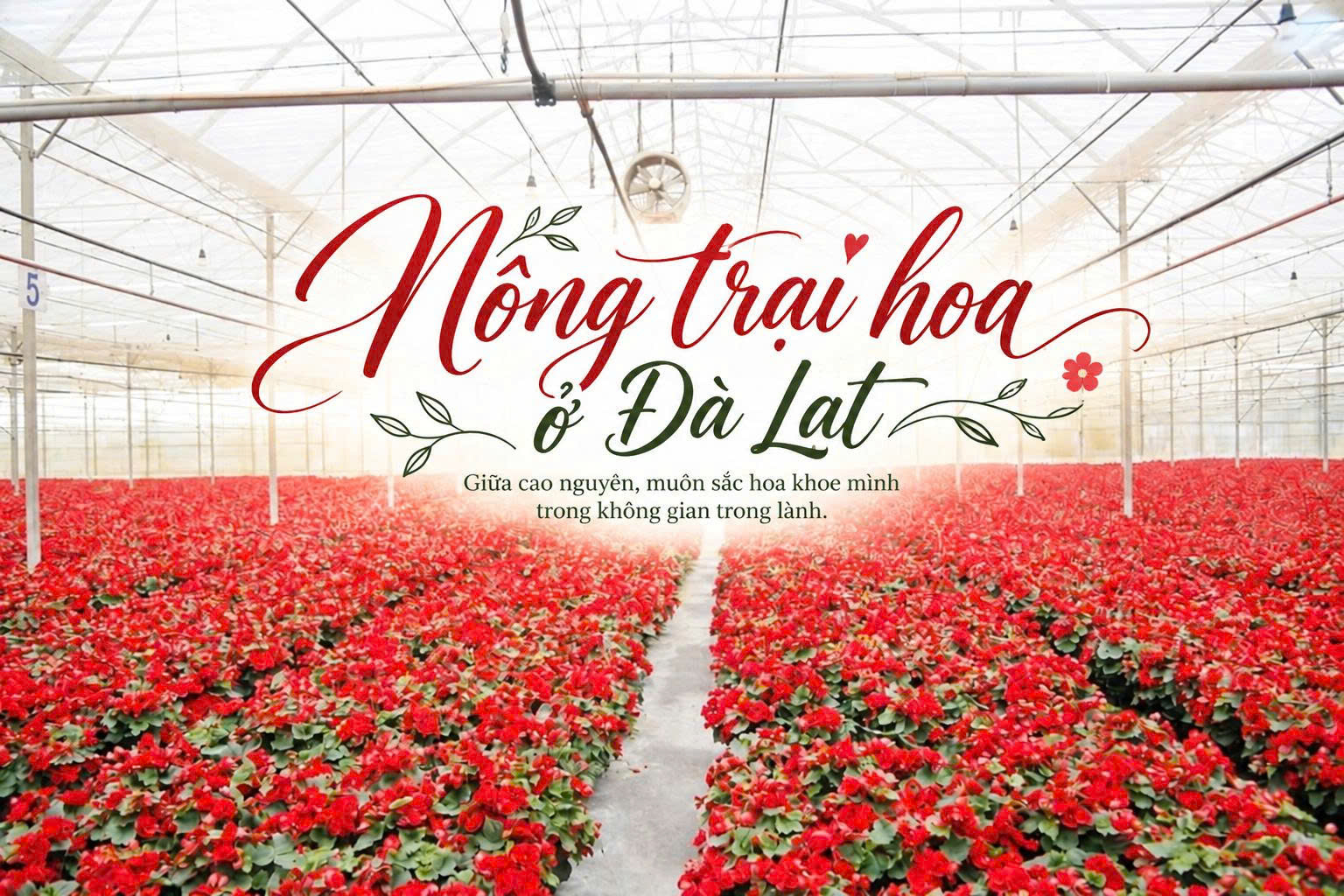 6+ Nông trại hoa Đà Lạt đẹp mê mẩn, đáng đi nhất