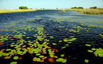 Du hành thế giới Okavango - điểm du lịch hoang dã của Botswana