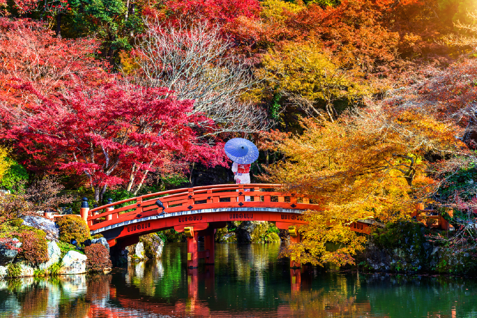 Lãng mạn sắc hoa anh đào mùa thu ở Nhật Bản