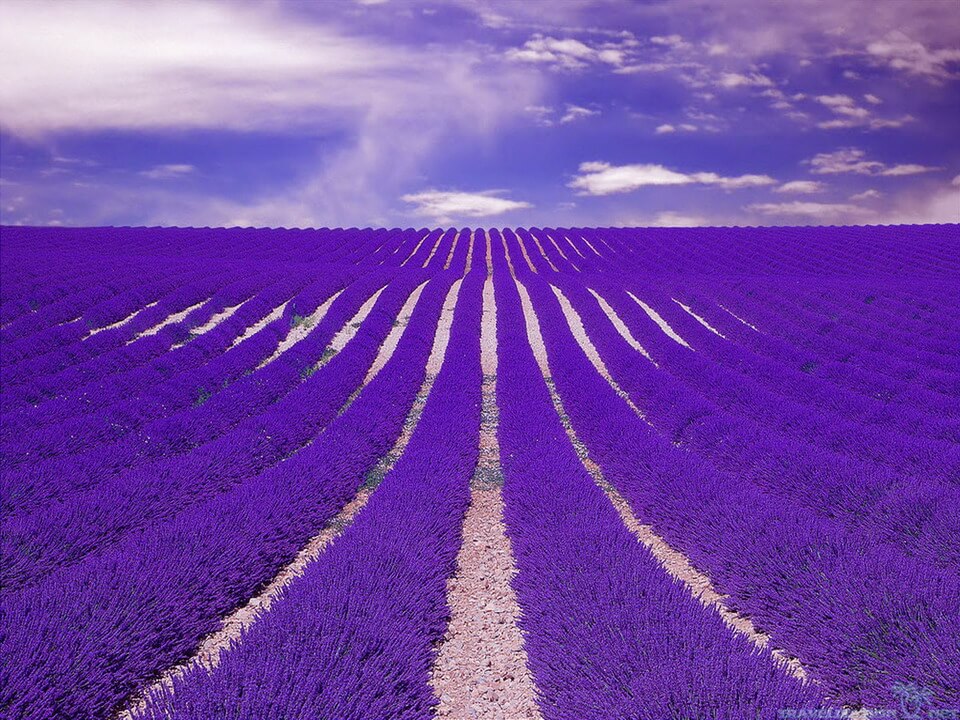 Sắc tím lavender vùng Provence