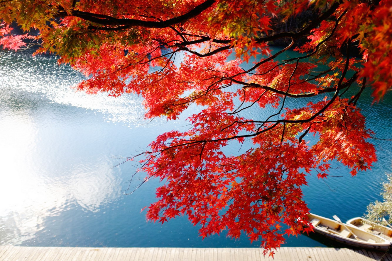 Nhật Bản mùa lá đỏ - Chưa xa đã “nhớ”