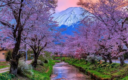 Nhật Bản rực rỡ sắc hoa anh đào