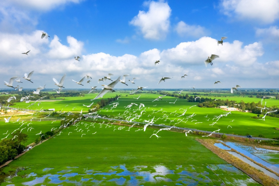 Top 5 tour du lịch miền Tây Vietravel: Hành trình khám phá sông nước, văn hóa và ẩm thực đặc sắc