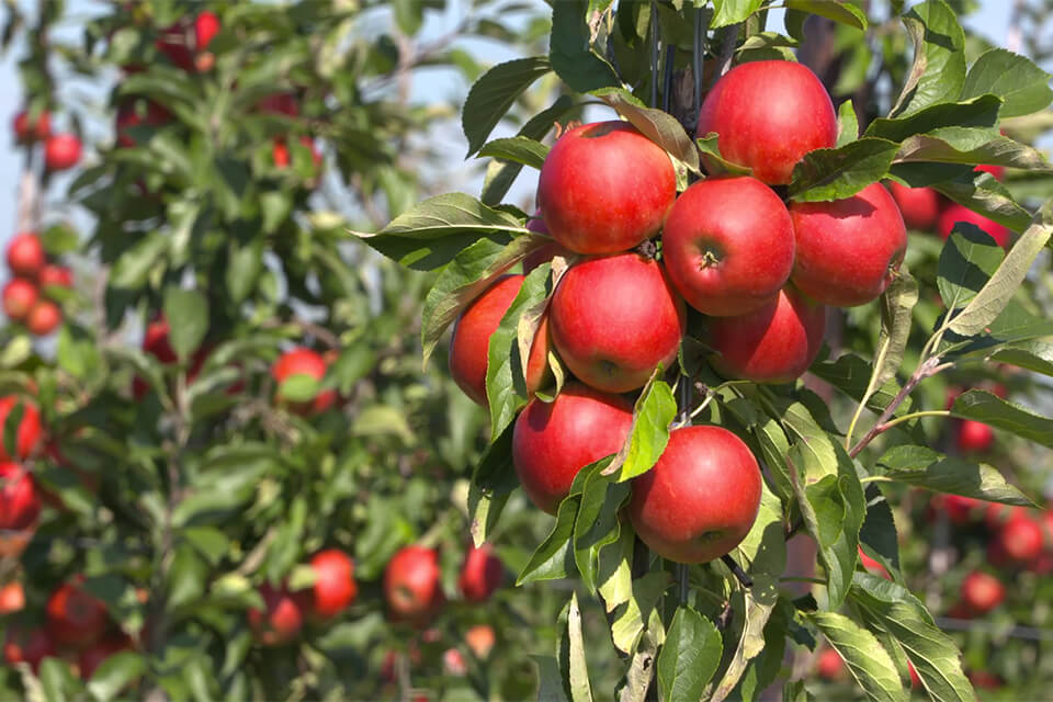 Sắc thu Tây Âu - Trải nghiệm mùa thu hoạch táo, lê