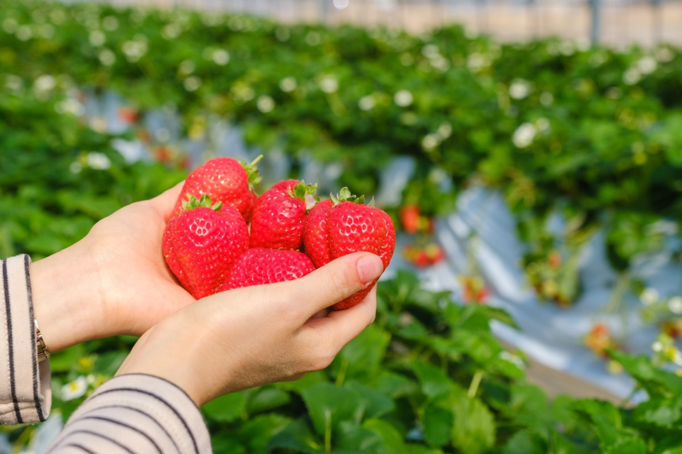 Trải nghiệm hái trái cây ở Wakayama - Khám phá vùng đất trù phú của Nhật Bản