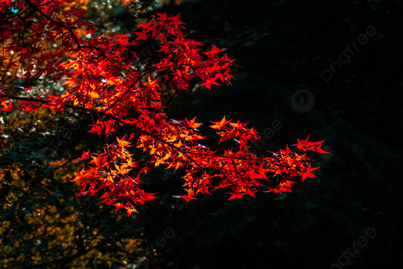 Trải nghiệm ngắm lá phong đỏ tại rừng Black Forest: Khung cảnh huyền ảo của nước Đức