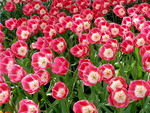Mùa hoa tulip ở New York 