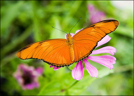 Đến với vườn bướm Phuket, Thái Lan xinh đẹp