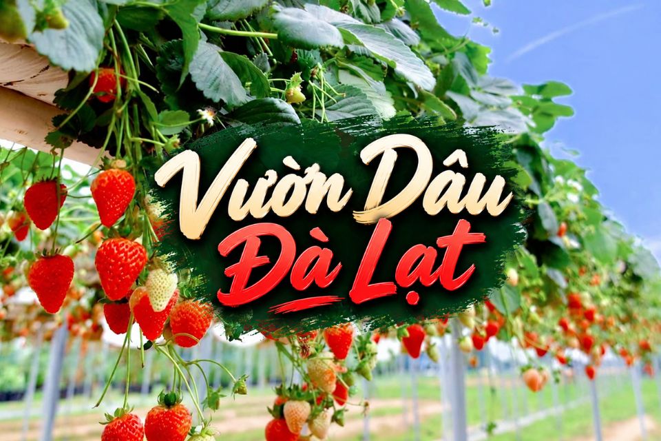 Review TOP 10 Vườn Dâu Đà Lạt Đẹp: Giá Vé Và Kinh Nghiệm Hái Dâu