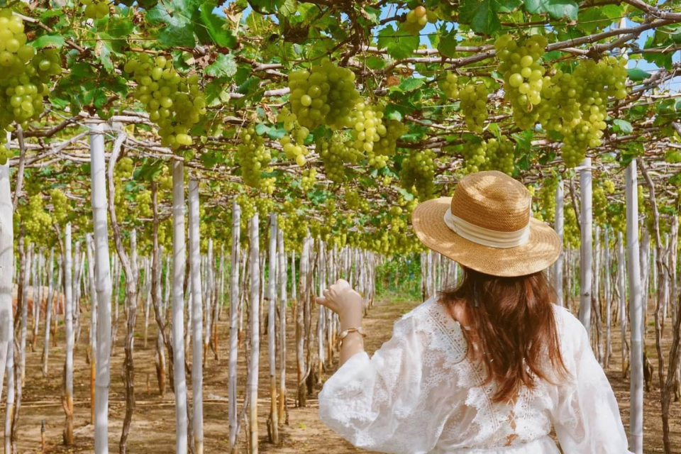 Tour du lịch vườn nho Ninh Thuận – Trải nghiệm độc đáo giữa vùng đất nắng gió