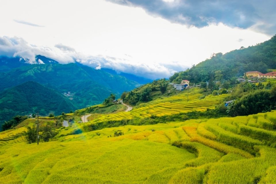 Y Tý Lào Cai 2026: Kinh nghiệm du lịch, săn mây, mùa lúa chín